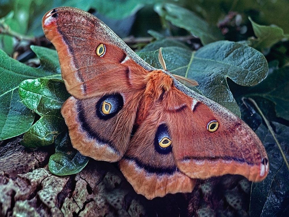 Polyphemus Moth art print by Tim Fitzharris for $57.95 CAD