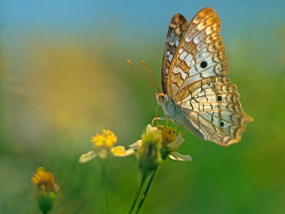 White Peacock Butterfly art print by Tim Fitzharris for $57.95 CAD