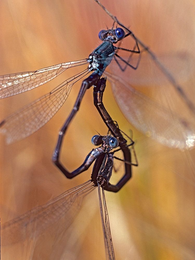 Damselflies mating art print by Tim Fitzharris for $57.95 CAD