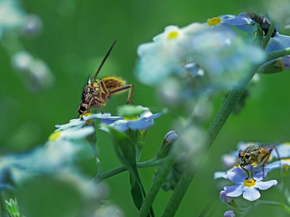 Fly on forget-me-not art print by Tim Fitzharris for $57.95 CAD