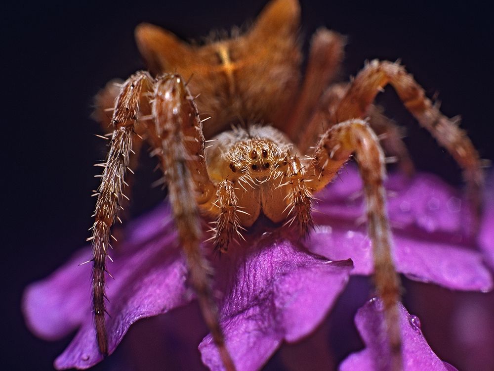 Orb weaver spider art print by Tim Fitzharris for $57.95 CAD