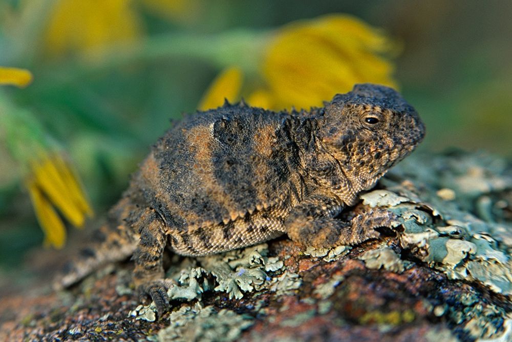 Short-horned lizard art print by Tim Fitzharris for $57.95 CAD
