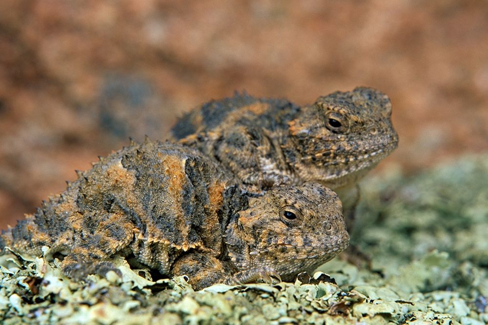 Short-horned Lizards art print by Tim Fitzharris for $57.95 CAD
