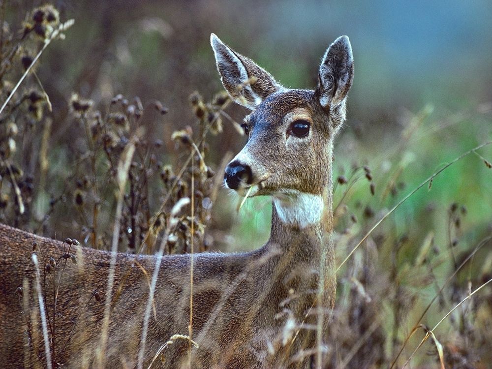 Mule Deer art print by Tim Fitzharris for $57.95 CAD
