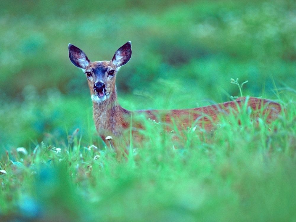 Mule Deer art print by Tim Fitzharris for $57.95 CAD
