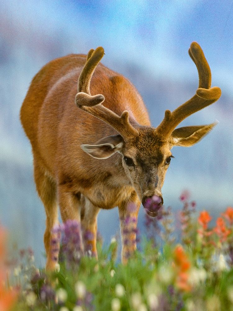 Mule deer in velvet art print by Tim Fitzharris for $57.95 CAD