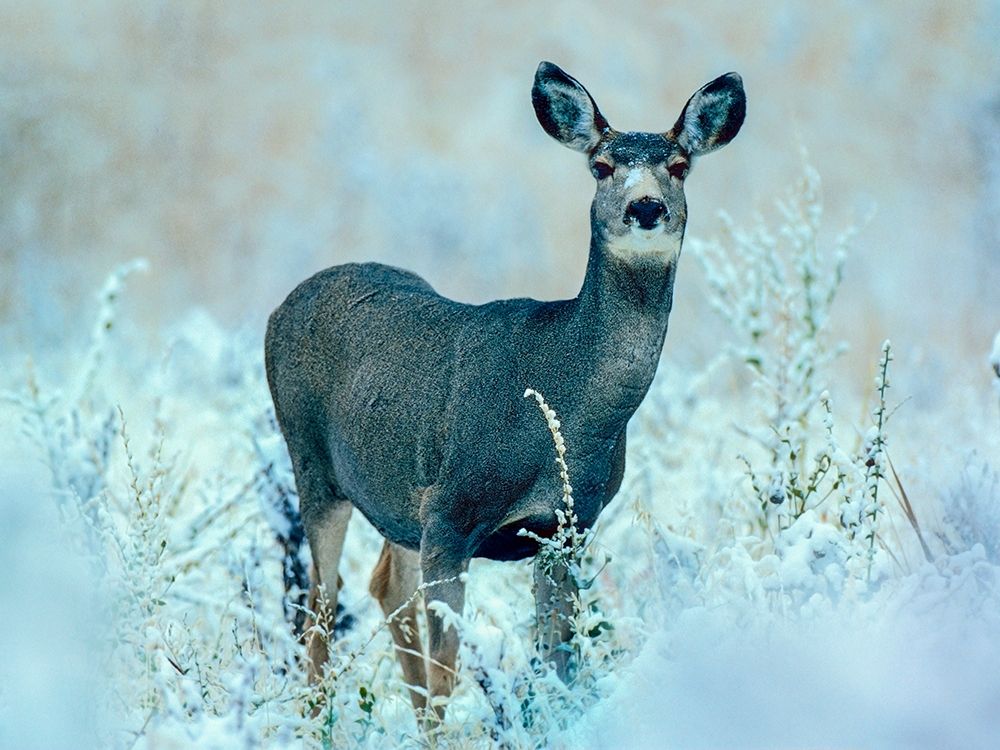 Mule Deer art print by Tim Fitzharris for $57.95 CAD