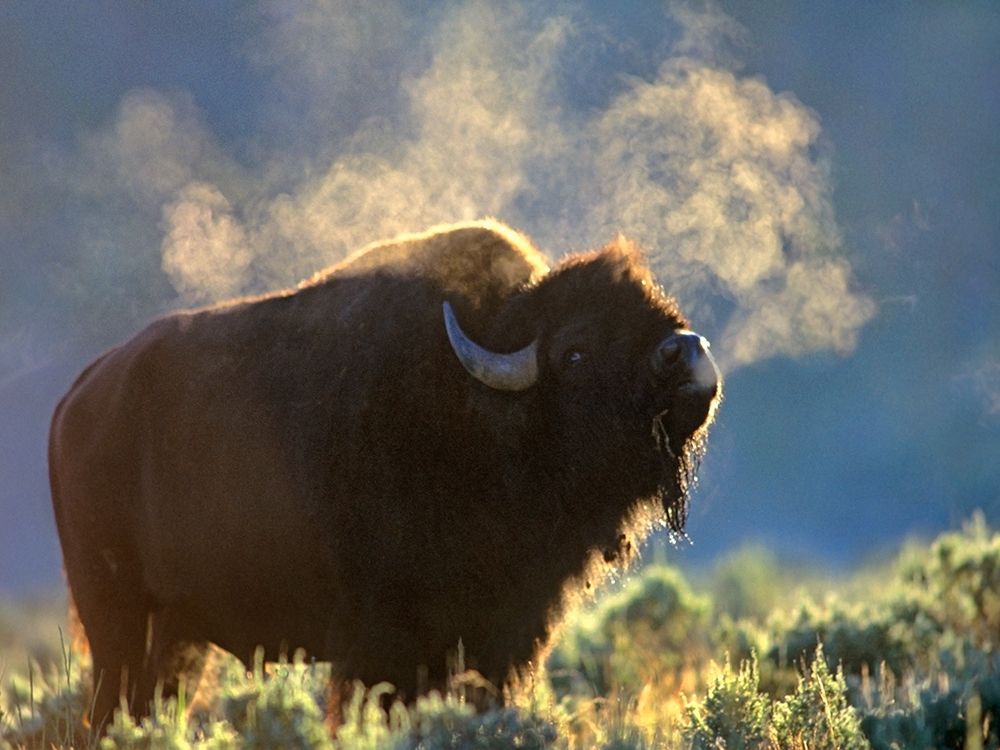 Bison art print by Tim Fitzharris for $57.95 CAD