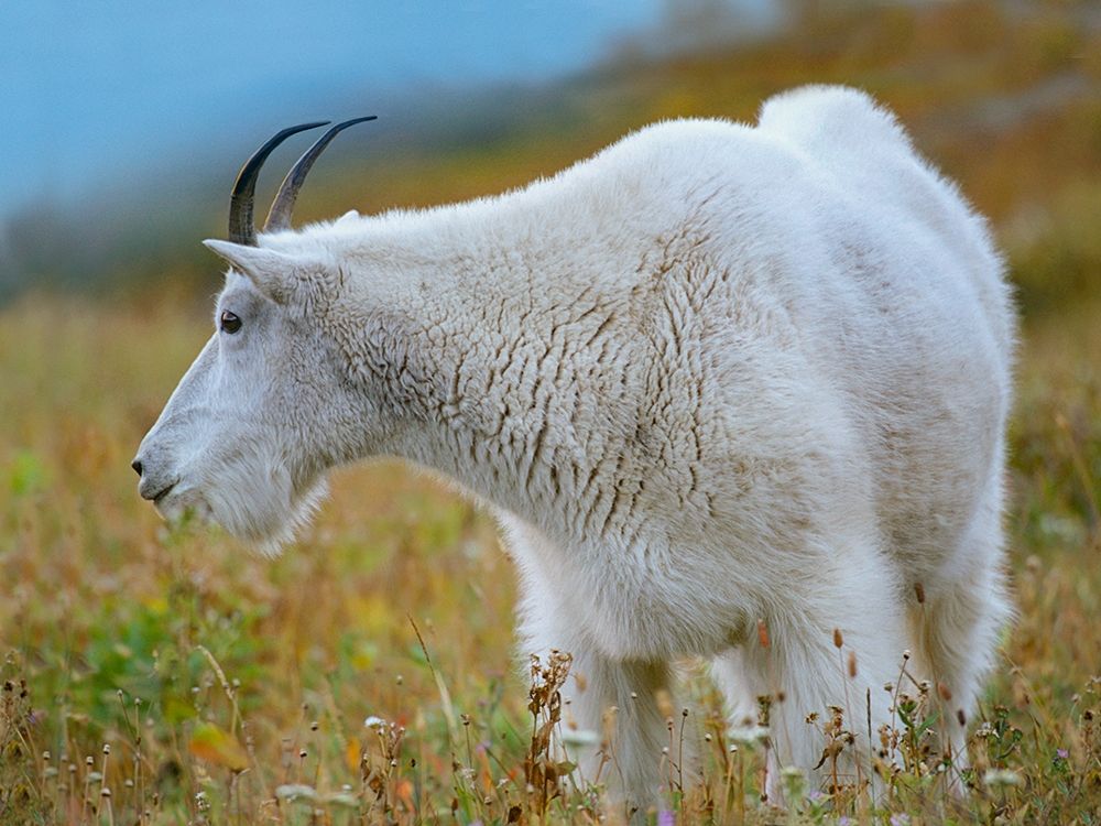 Mountain Goat art print by Tim Fitzharris for $57.95 CAD