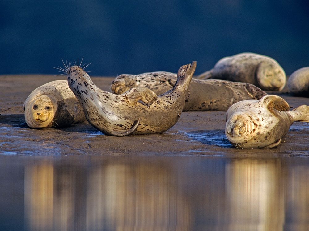 Harbor Seals art print by Tim Fitzharris for $57.95 CAD