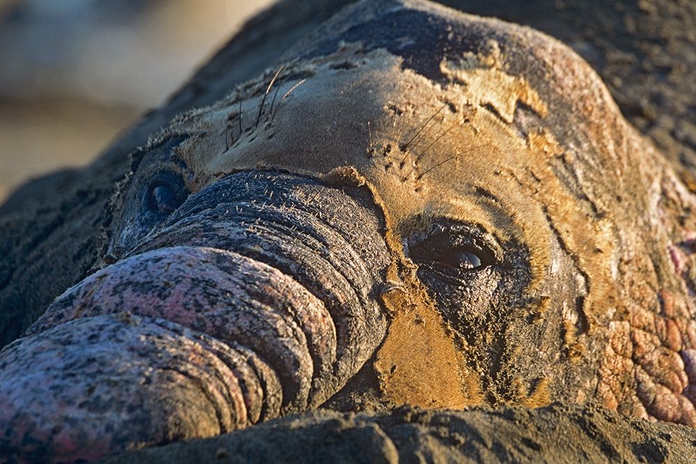 Northern elephant seal bull molting art print by Tim Fitzharris for $57.95 CAD