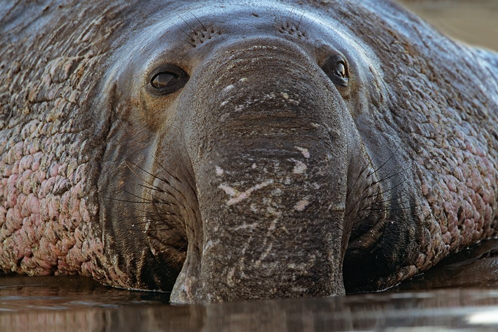 Northern Elephant Seal art print by Tim Fitzharris for $57.95 CAD