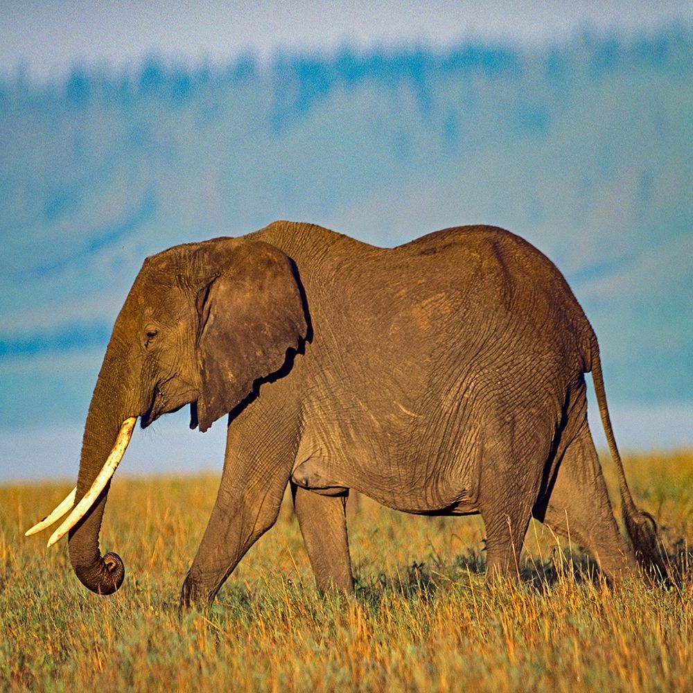 African elephant with large tusks-Kenya art print by Tim Fitzharris for $57.95 CAD