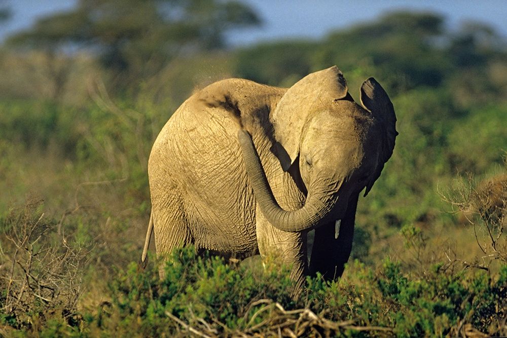 African elephant young dust bathing-Masai Mara Reserve-Kenya art print by Tim Fitzharris for $57.95 CAD