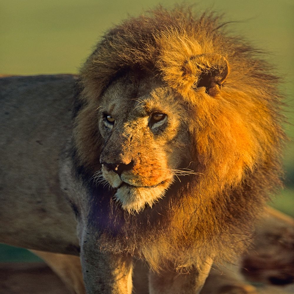 African Lion art print by Tim Fitzharris for $57.95 CAD