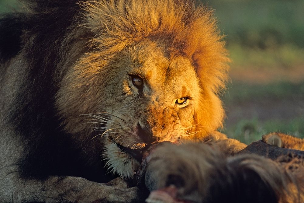 African Lion feeding art print by Tim Fitzharris for $57.95 CAD
