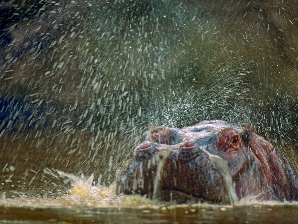 Hippo spluttering Mara River-Kenya art print by Tim Fitzharris for $57.95 CAD