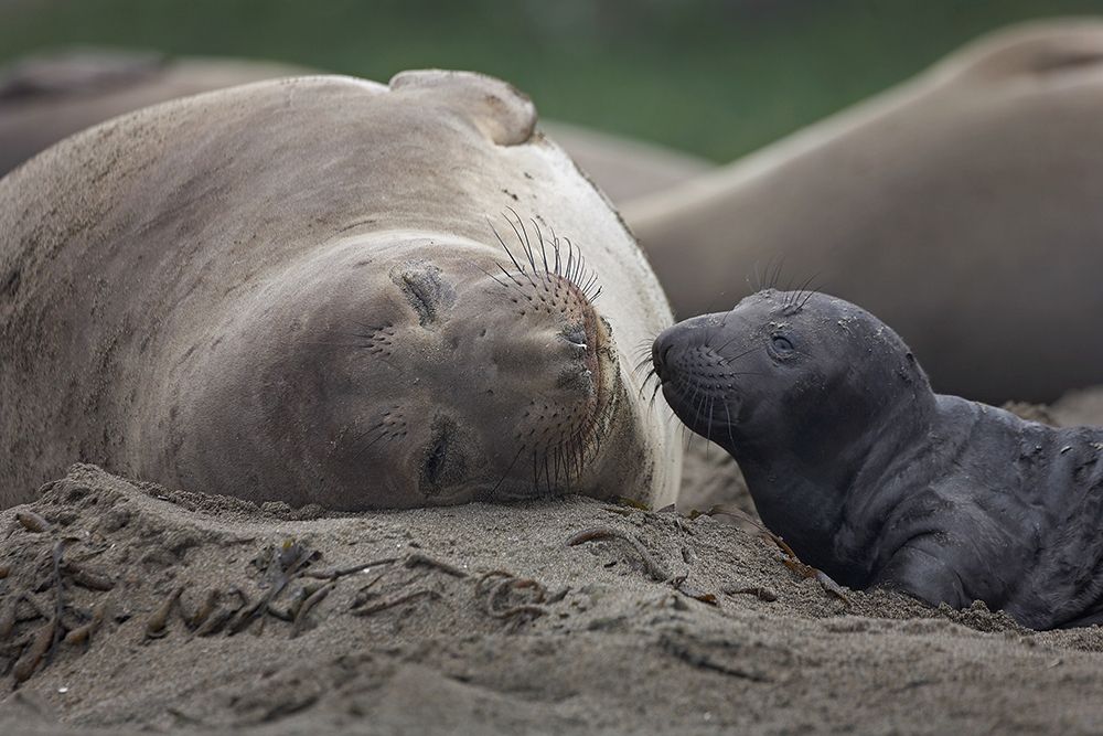 Northern Elephant Seal art print by Tim Fitzharris for $57.95 CAD