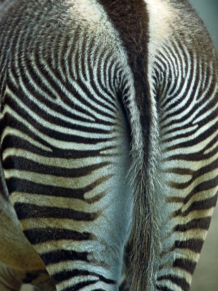 Zebra art print by Tim Fitzharris for $57.95 CAD