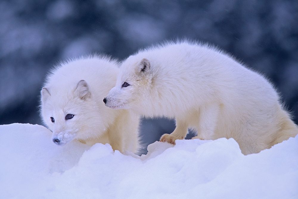 Arctic foxes art print by Tim Fitzharris for $57.95 CAD