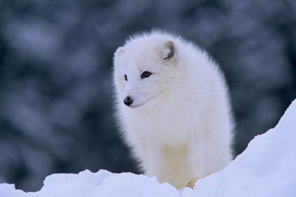 Arctic fox art print by Tim Fitzharris for $57.95 CAD