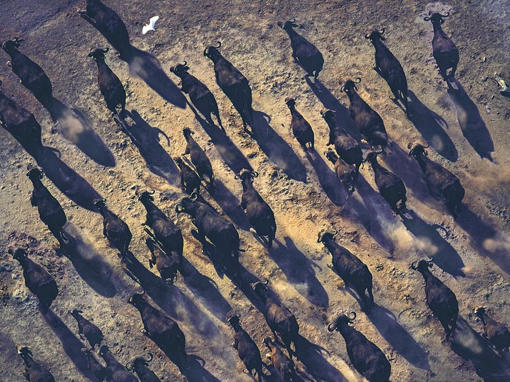 African buffalo stampede art print by Tim Fitzharris for $57.95 CAD