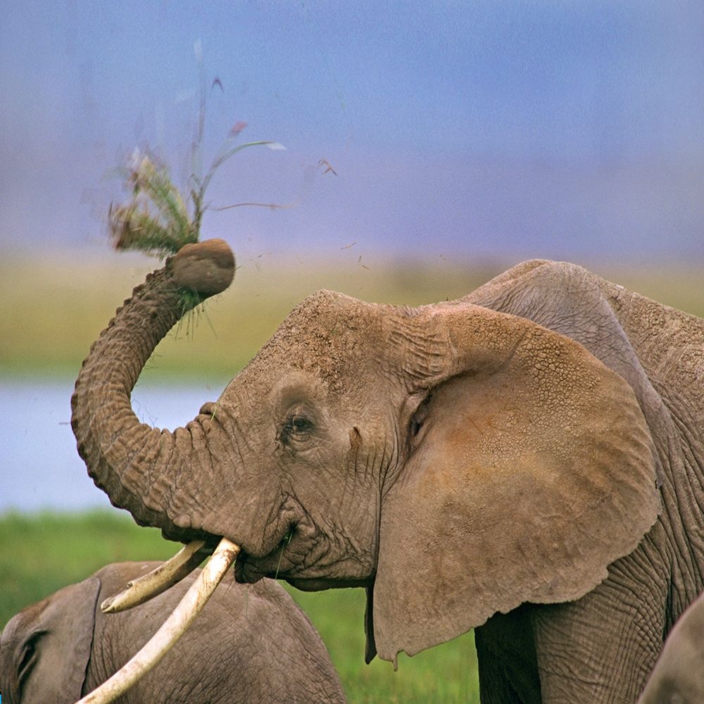 African elephant with cattle egret-Amboseli National Park-Kenya art print by Tim Fitzharris for $57.95 CAD