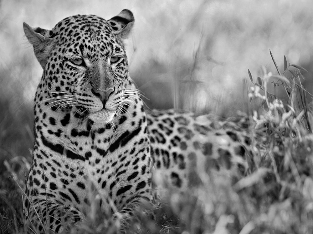 Leopard art print by Tim Fitzharris for $57.95 CAD