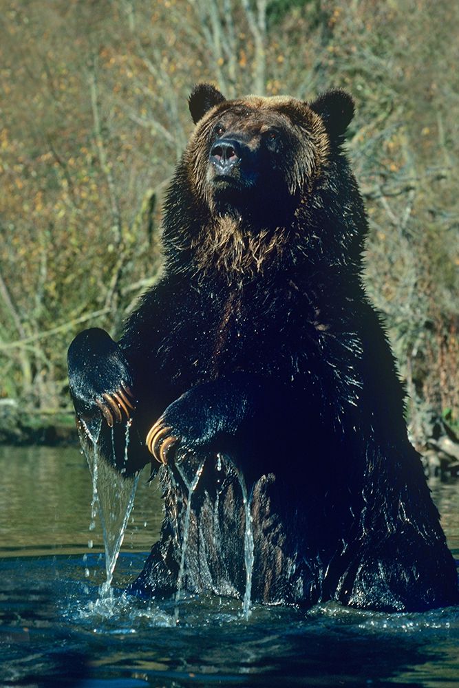 Grizzly bear art print by Tim Fitzharris for $57.95 CAD