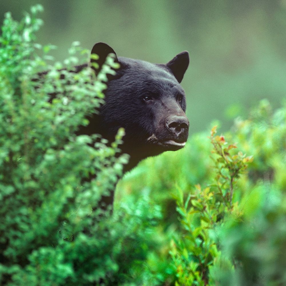 Black bear art print by Tim Fitzharris for $57.95 CAD