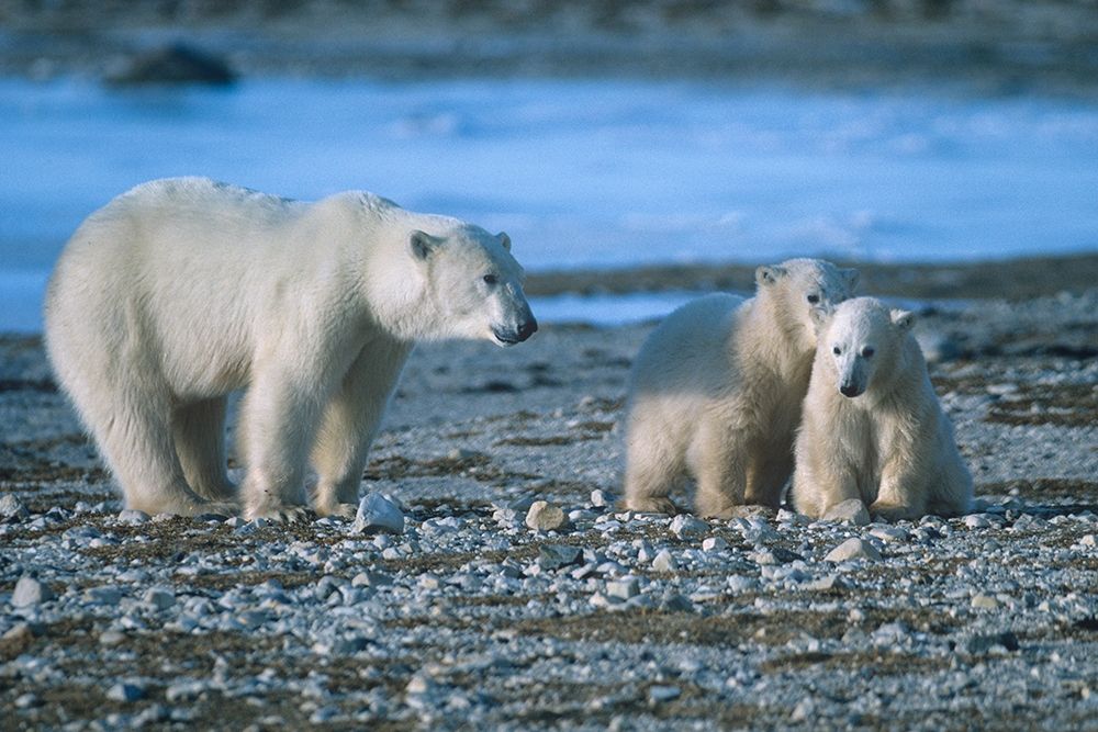 Polar bear mother and cubs art print by Tim Fitzharris for $57.95 CAD