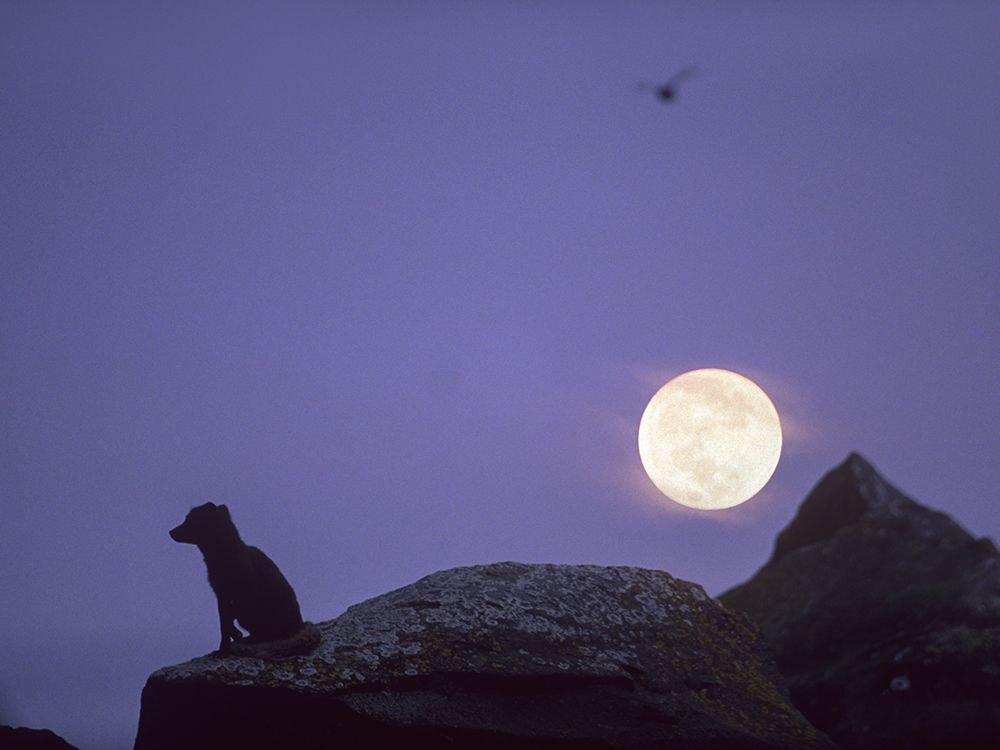 Arctic fox and moon art print by Tim Fitzharris for $57.95 CAD
