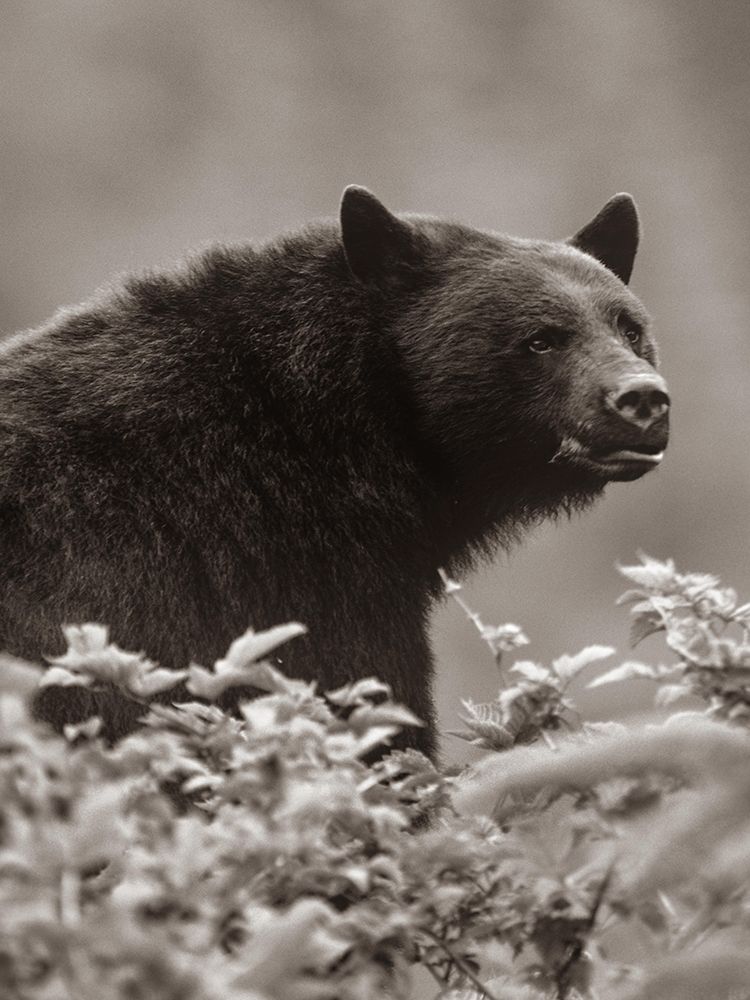 Black bear Sepia art print by Tim Fitzharris for $57.95 CAD