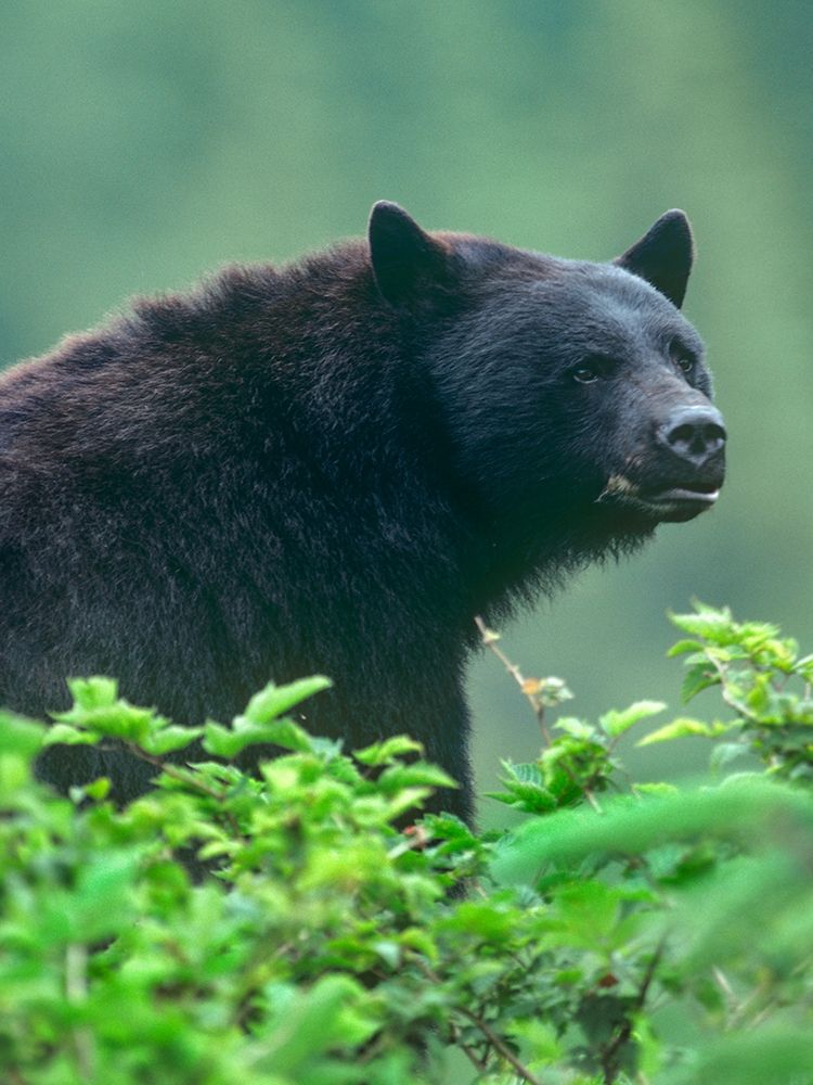 Black bear art print by Tim Fitzharris for $57.95 CAD