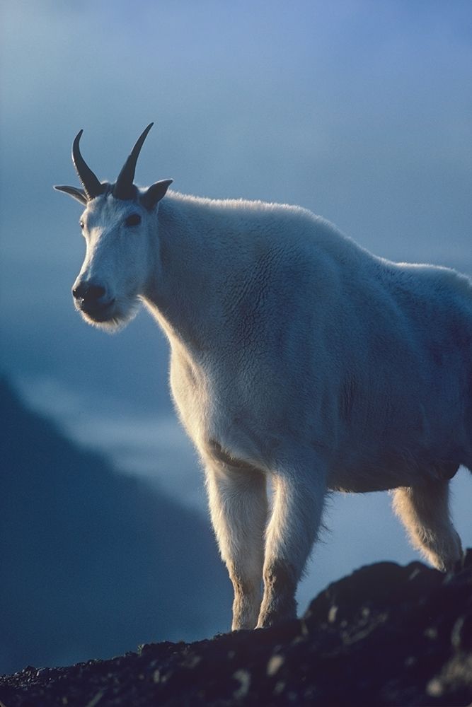 Mountain goat art print by Tim Fitzharris for $57.95 CAD