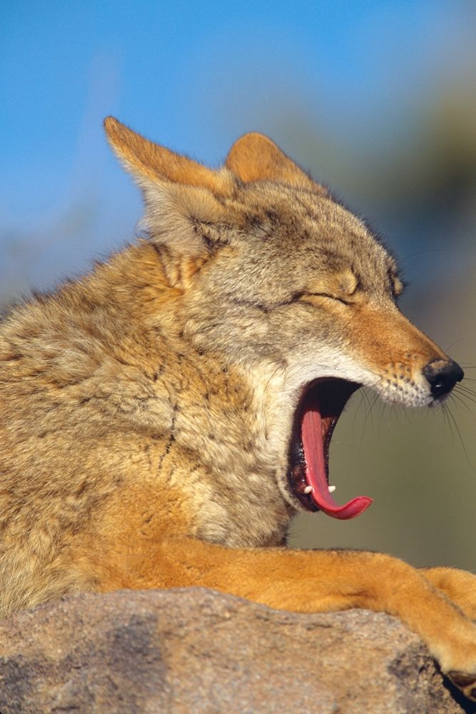 Coyote yawning art print by Tim Fitzharris for $57.95 CAD