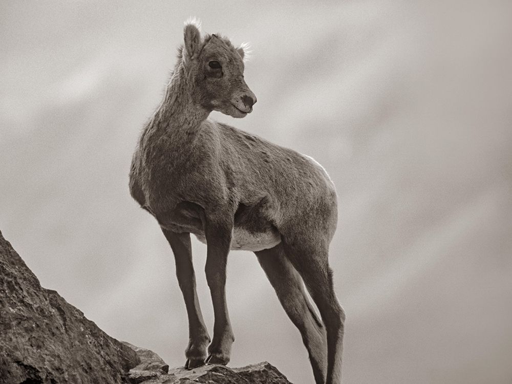 Rocky Mountain bighorn lamb Sepia art print by Tim Fitzharris for $57.95 CAD