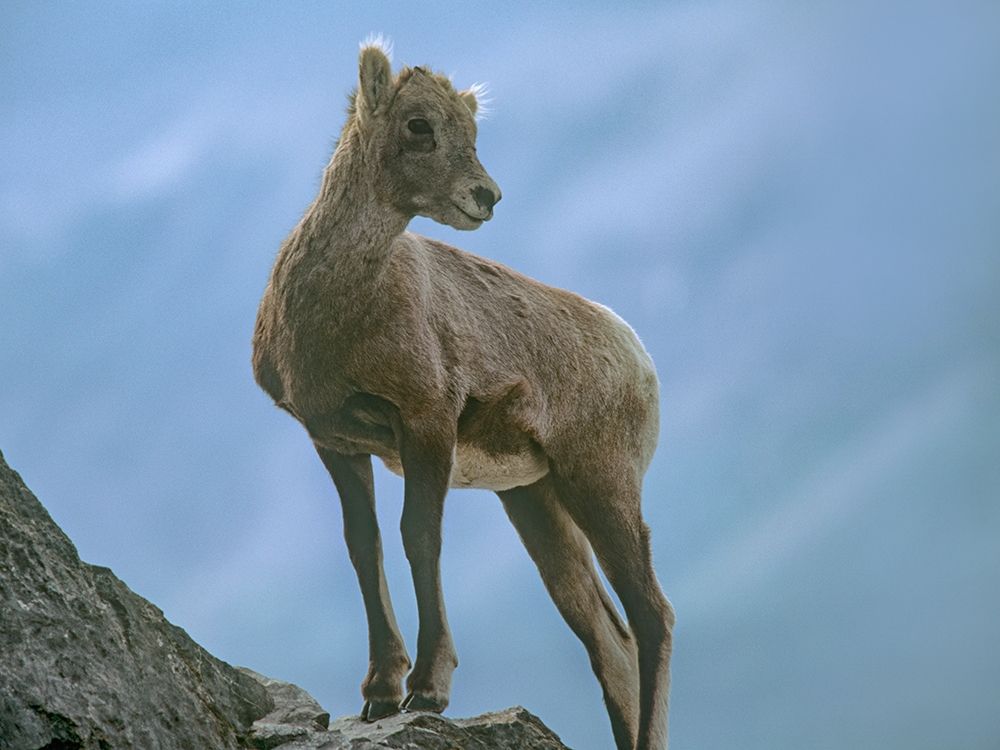 Rocky Mountain bighorn lamb art print by Tim Fitzharris for $57.95 CAD