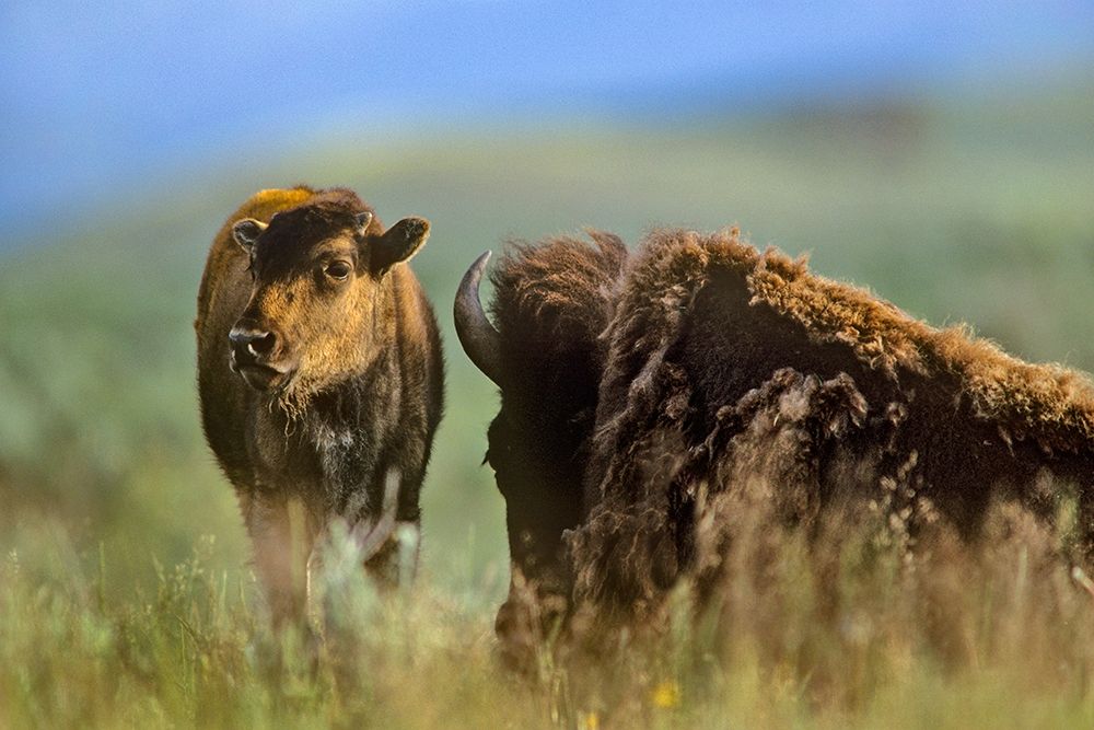 Bison calf with mother art print by Tim Fitzharris for $57.95 CAD