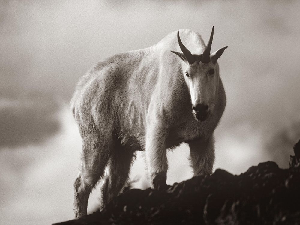 Mountain Goat Sepia art print by Tim Fitzharris for $57.95 CAD