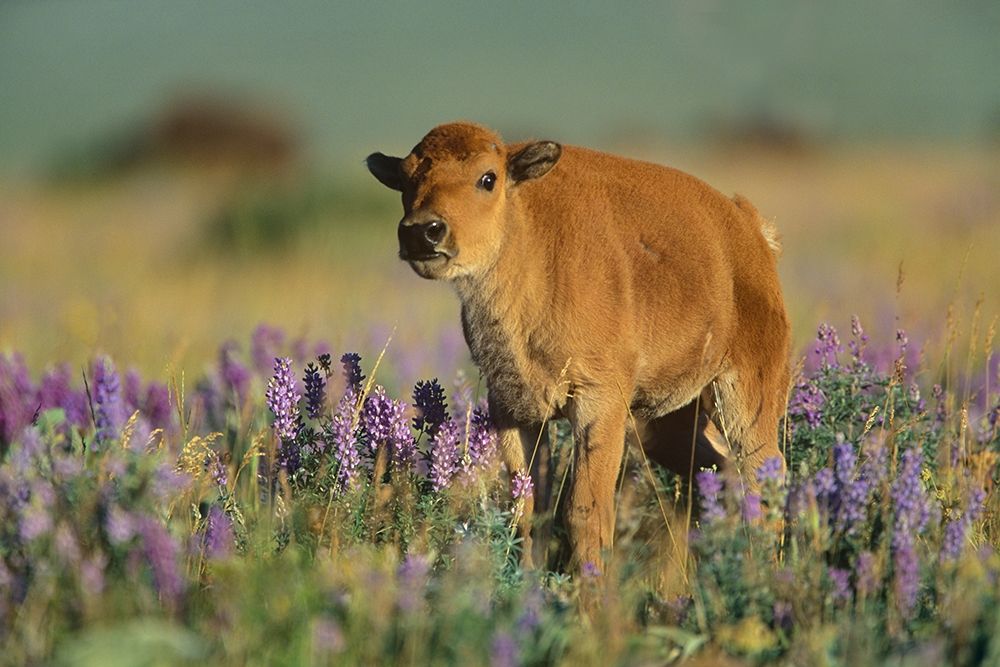 Bison calf art print by Tim Fitzharris for $57.95 CAD