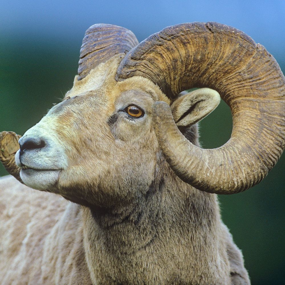 Rocky Mtn bighorn sheep art print by Tim Fitzharris for $57.95 CAD