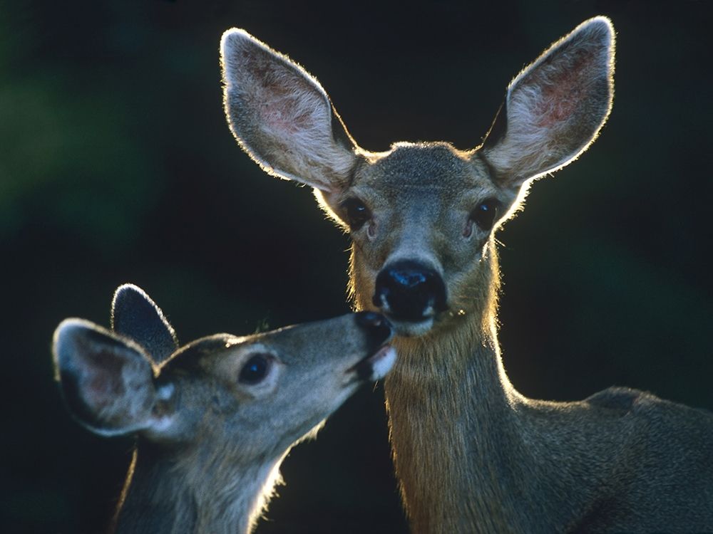 Mule deers art print by Tim Fitzharris for $57.95 CAD