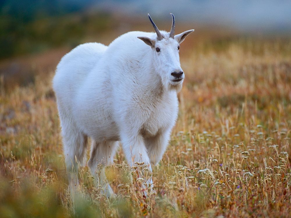 Mountain goat art print by Tim Fitzharris for $57.95 CAD