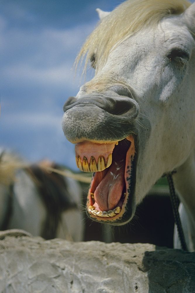 Horse laughing art print by Tim Fitzharris for $57.95 CAD