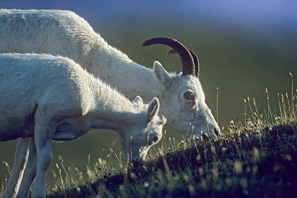 Dalls sheep mother and lamb art print by Tim Fitzharris for $57.95 CAD