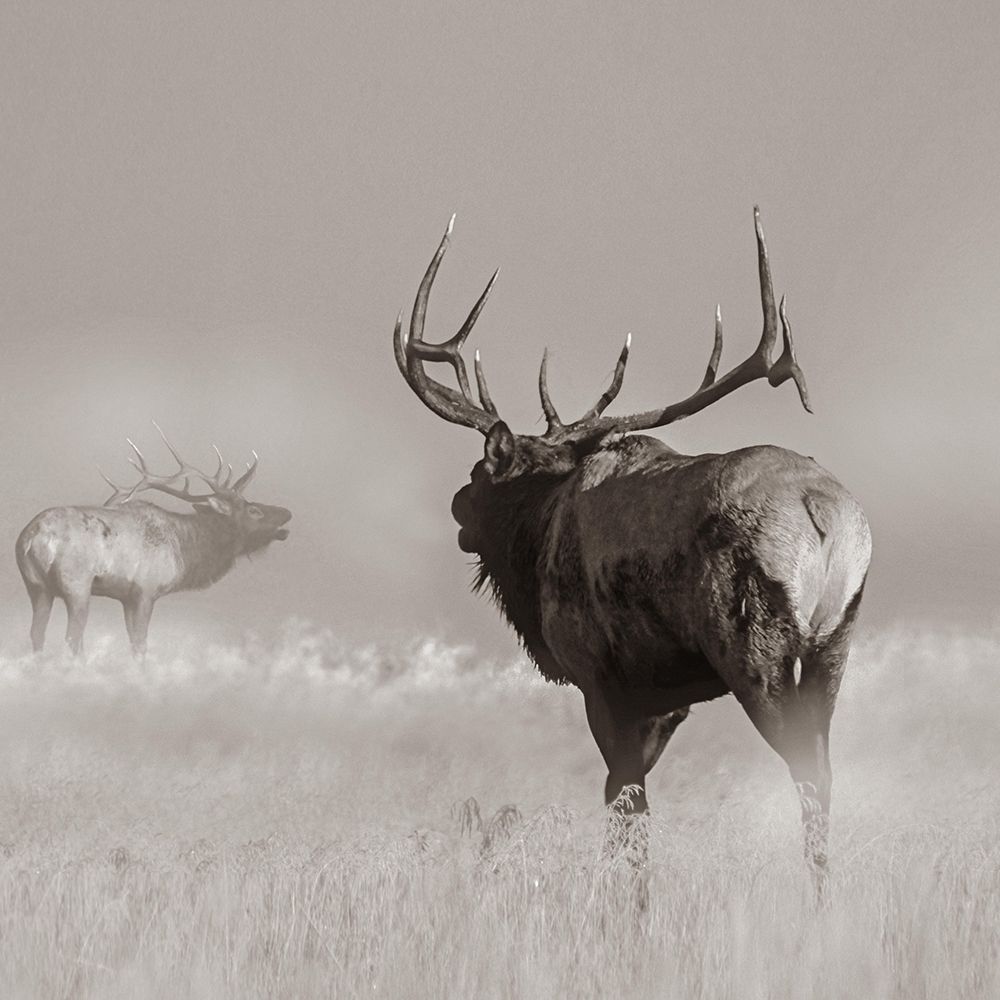 Bull elk challenge Sepia art print by Tim Fitzharris for $57.95 CAD