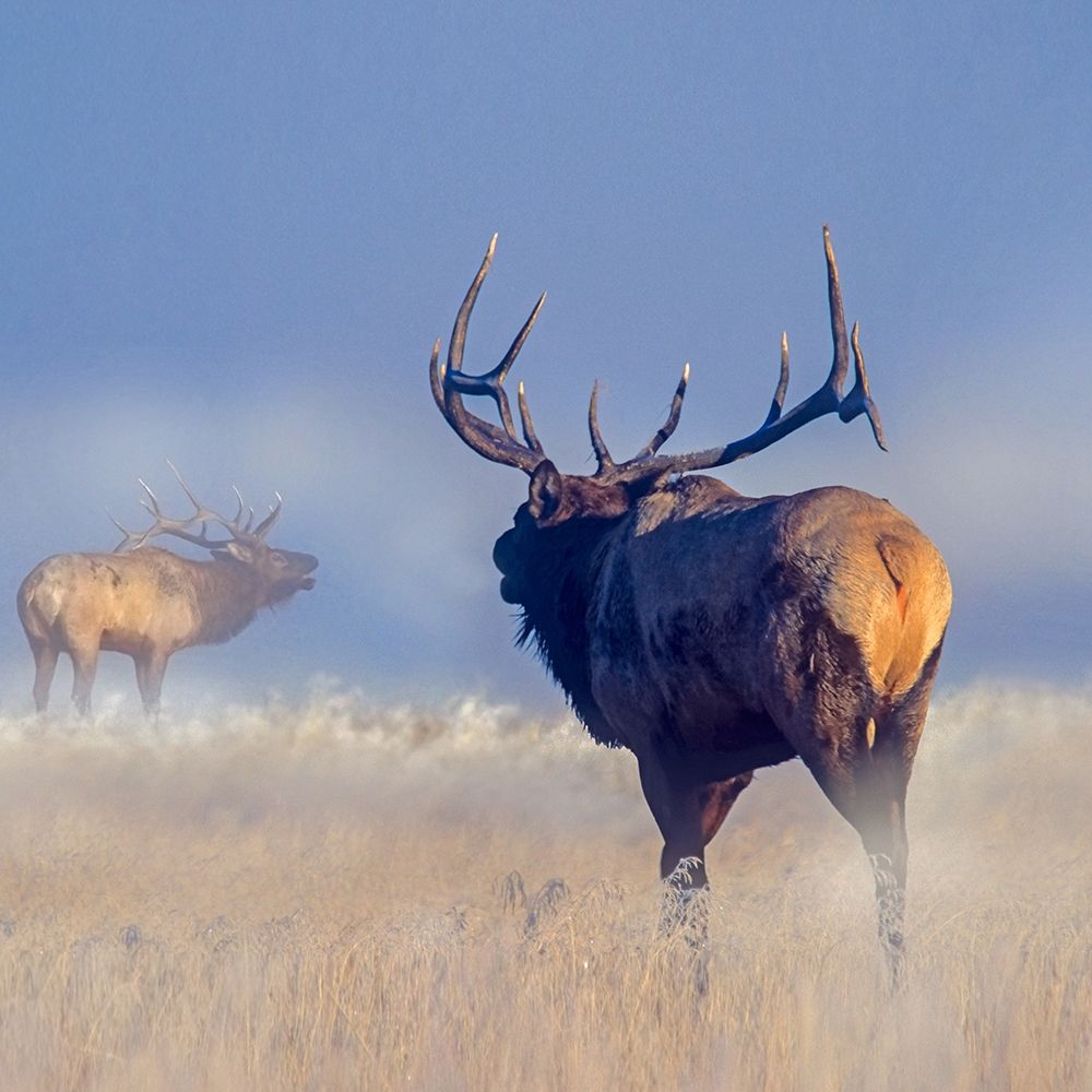 Bull elk challenge art print by Tim Fitzharris for $57.95 CAD