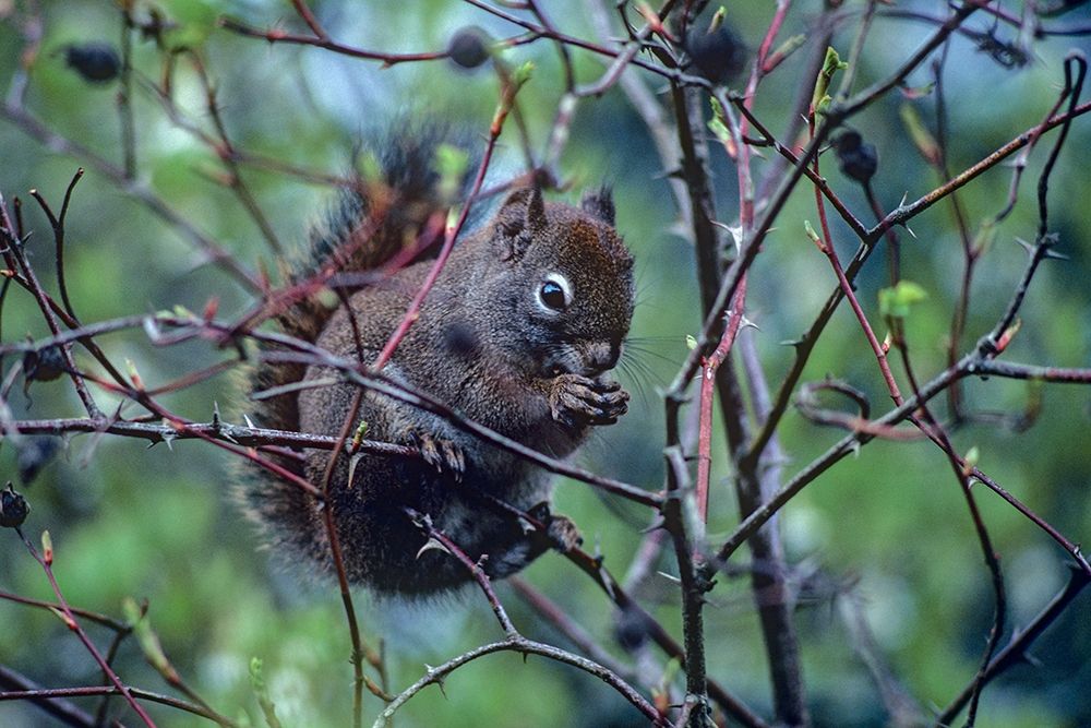 Red Squirrel eating rosehips art print by Tim Fitzharris for $57.95 CAD