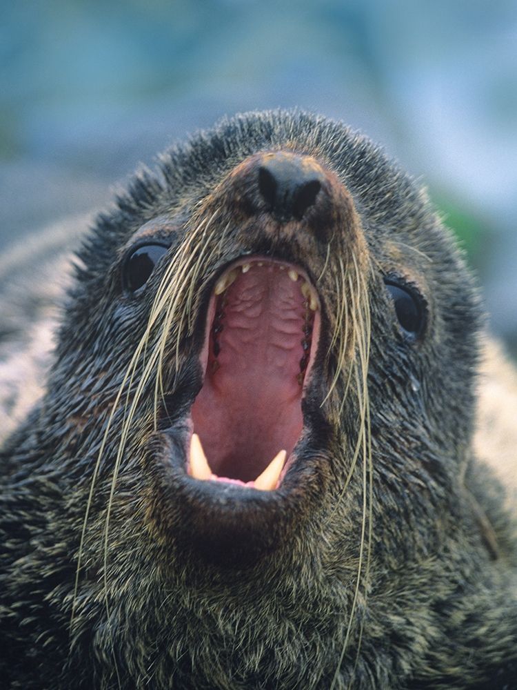 Northern Fur Seal art print by Tim Fitzharris for $57.95 CAD